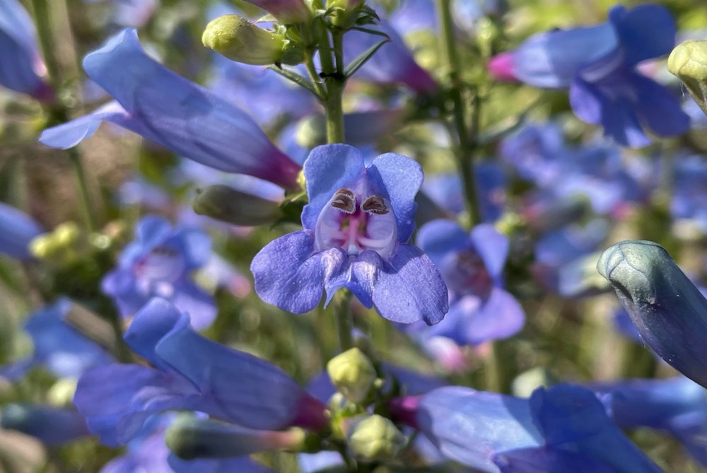 Rocky Mountain penstemon in bloom, violet blue tubular flowers